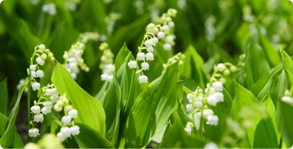 Lily of the valley (late May to mid-June)