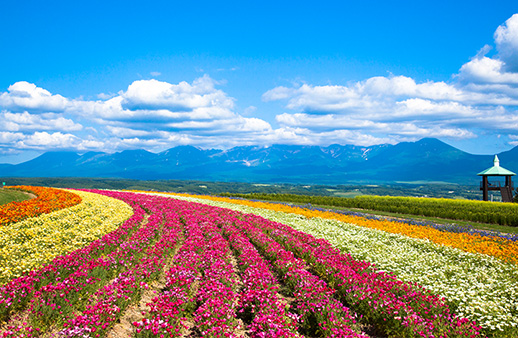 Flower Land Kamifurano 