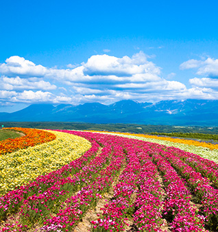 Flower Land Kamifurano 