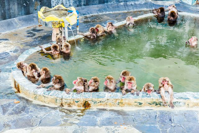 函館 熱帯 植物園 函館市熱帯植物園のサル山温泉は冬～春のGWまで猿の入浴が楽しめる ｜